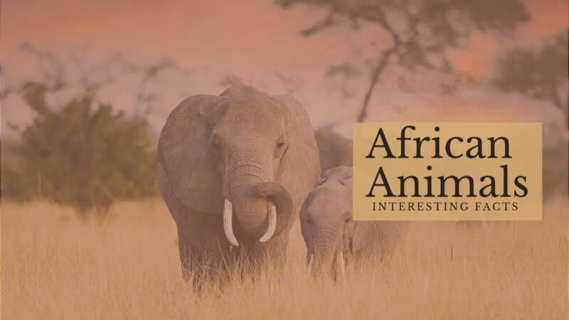 African Animals Interesting Facts