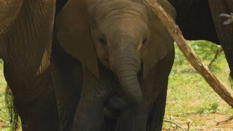 African Elephants endangered by climate changes - lack of water