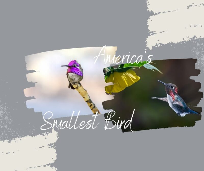 America's smallest birds