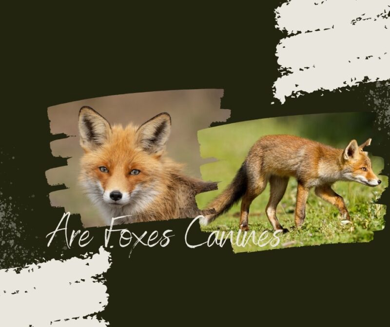 Are Foxes Canines