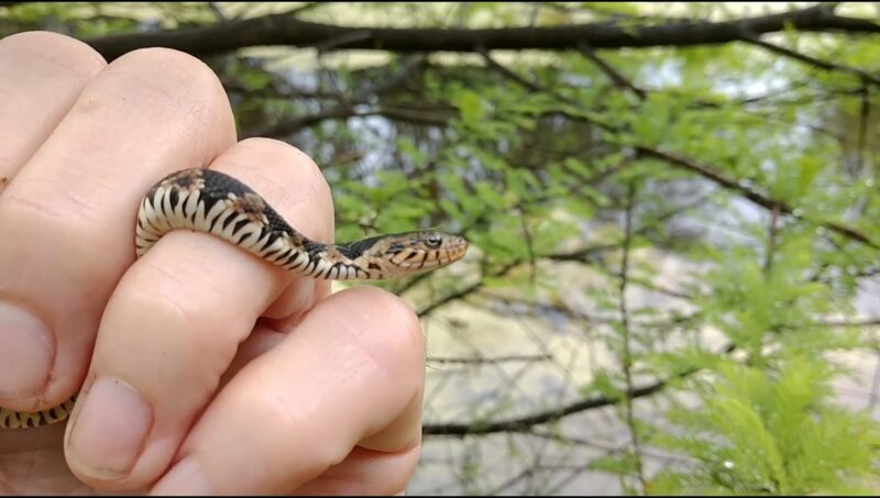 wetland snakes