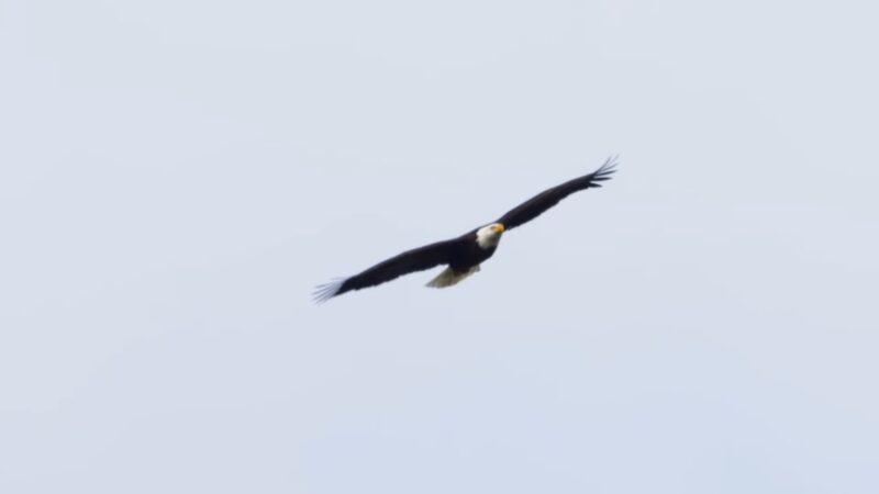 Bald Eagle migration