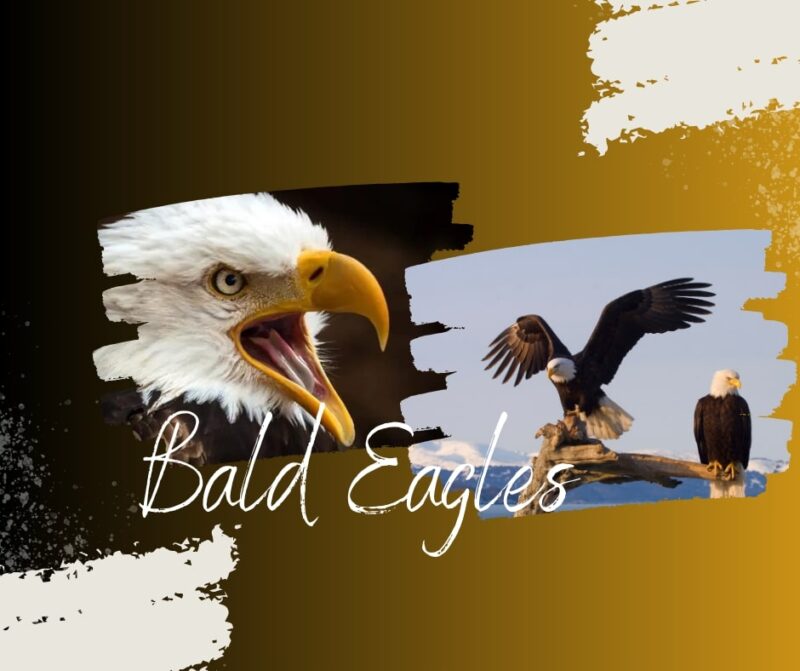 Bald Eagles