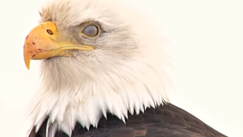 Bald Eagles head