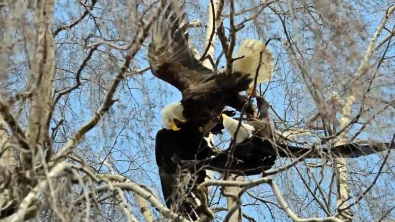 Bald eagles territory