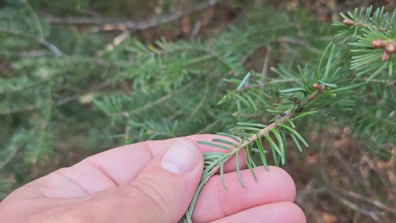 Balsam Fir