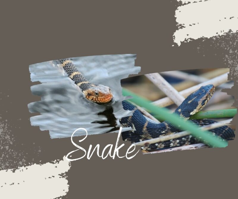 Banded Water Snake