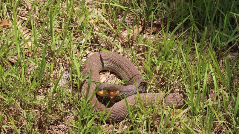 Banded Water Snake habitats