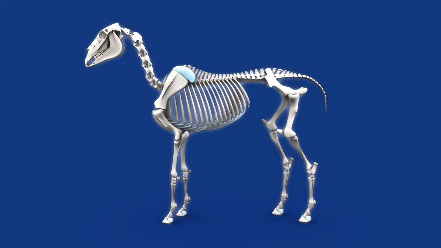 How Do Wild Horses Survive? A Fascinating Study