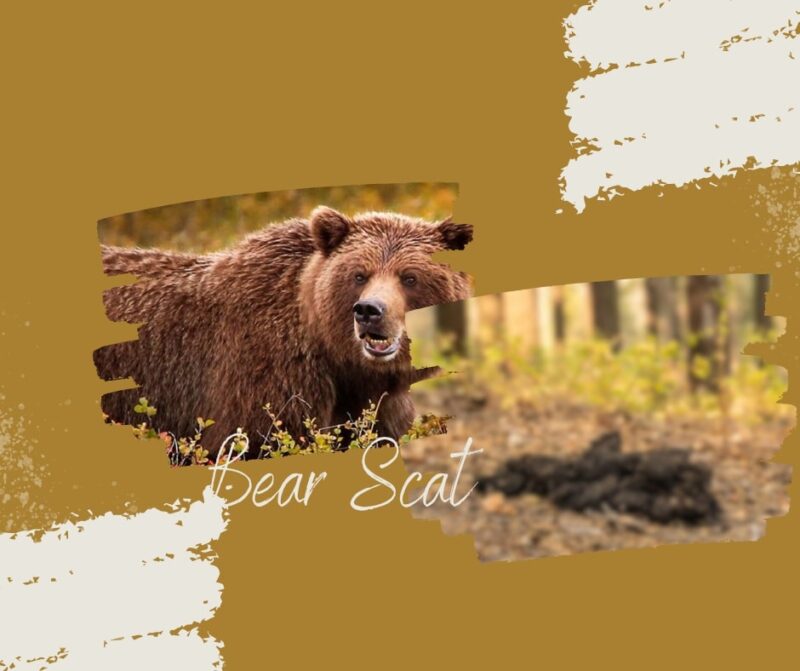 Bear Scat