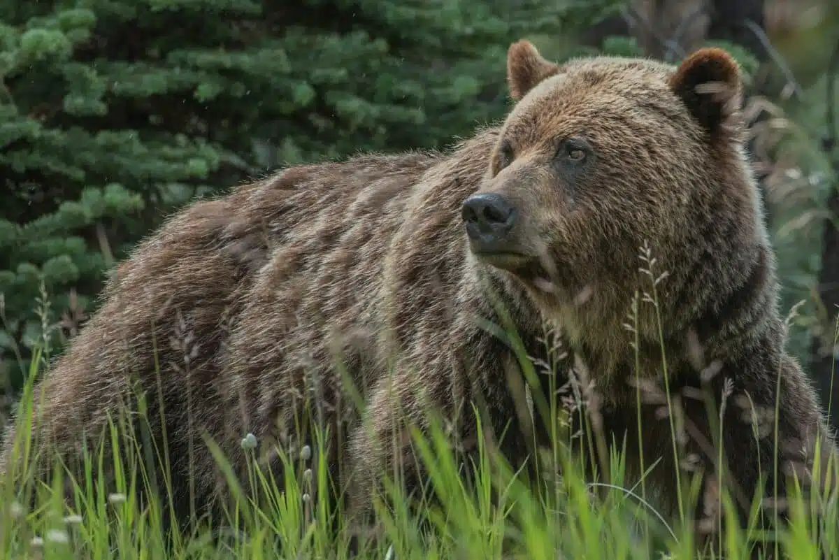 Bear Scat