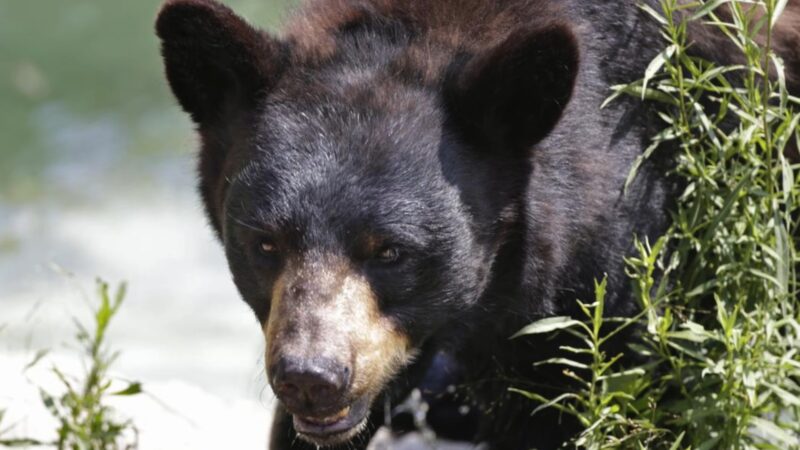 How Good Is a Black Bear's Sense of Smell? Into the World of Odors!