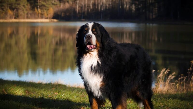 Bernese Mountain Dogs