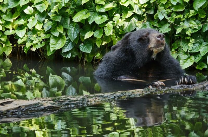 Black Bear Hunting