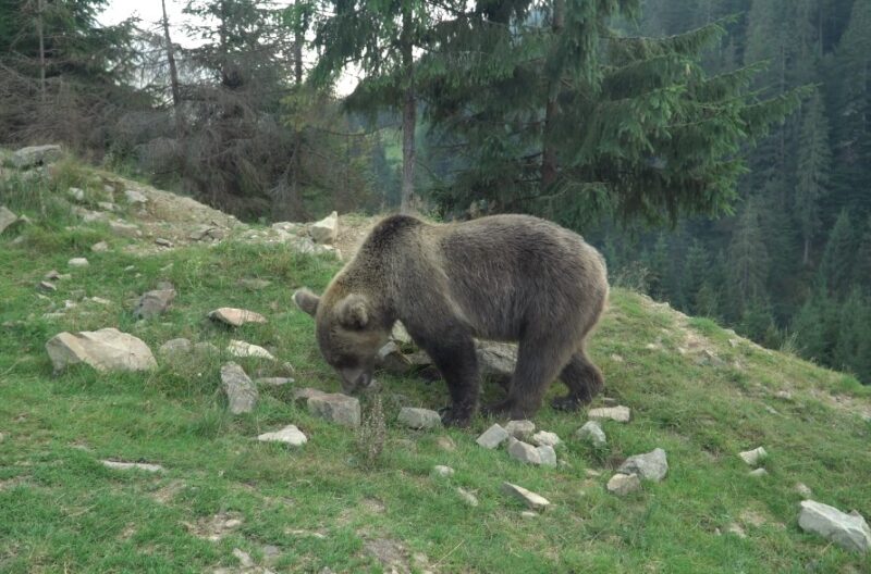 How Good Is a Black Bear's Sense of Smell? Into the World of Odors!