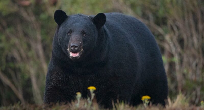 How Fast Can A Black Bear Run? Surprising Swiftness Revealed