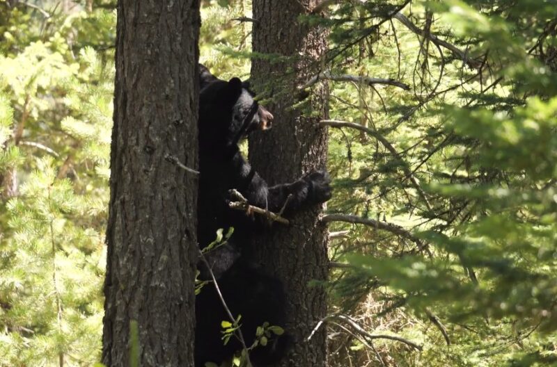 Black Bears