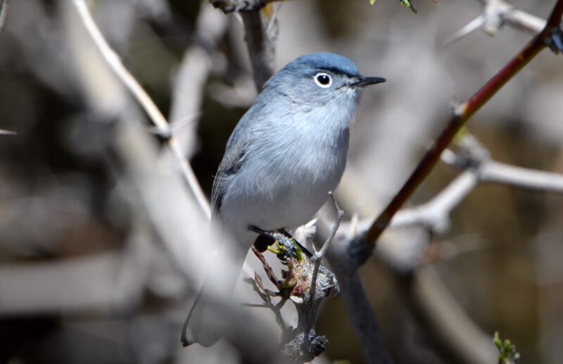 Blue-Gray Gnatcatcher