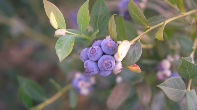 Blueberries