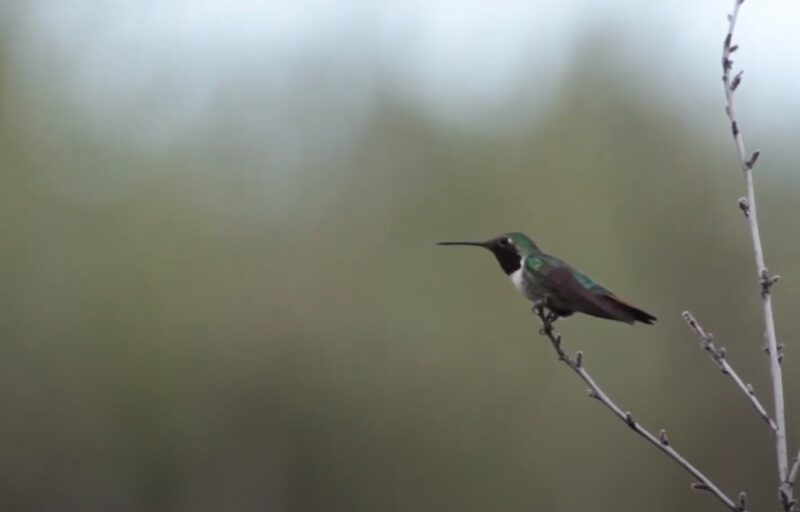 Broad-Tailed Hummingbird