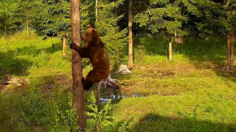 Brown Bear Climbing