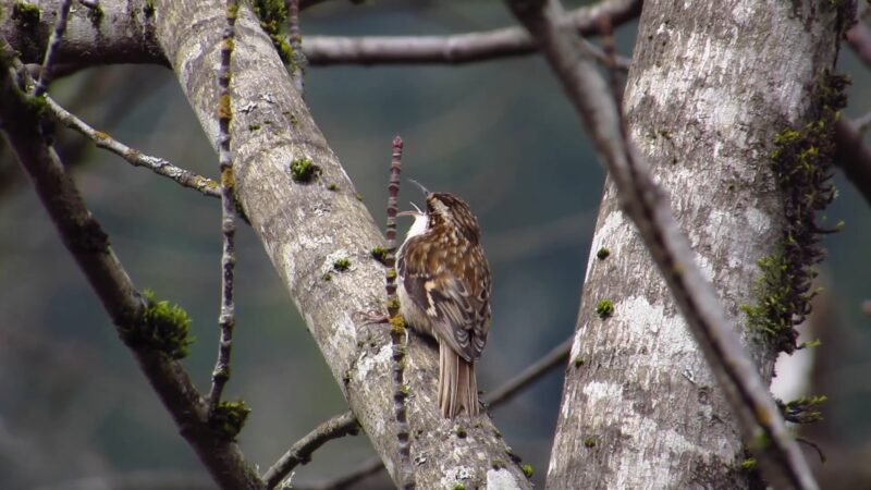 Brown Creeper