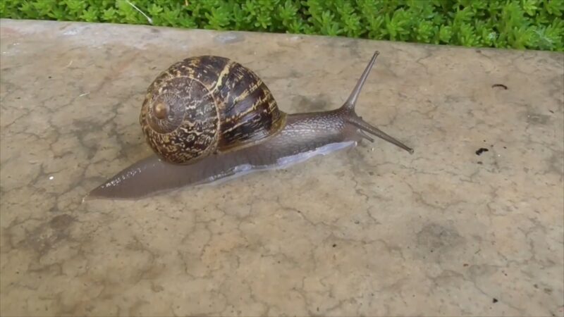 Brown Garden Snail