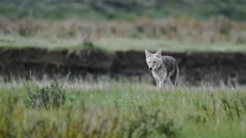 COYOTE diet