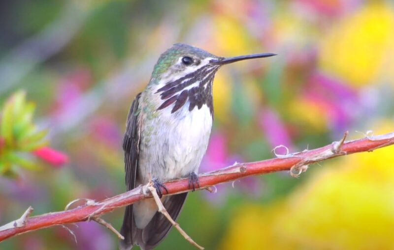 Calliope Hummingbird