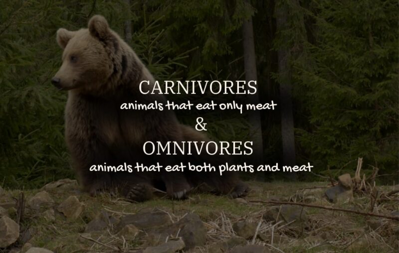 Carnivores & Omnivores TAIGA FOOD WEB
