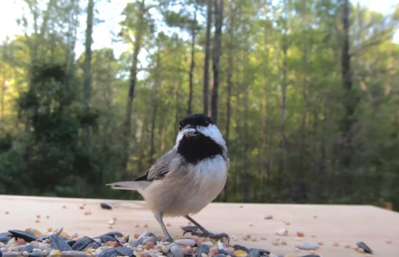 Carolina Chickadee