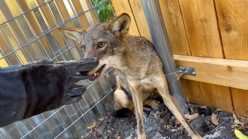 Catching the Coyote