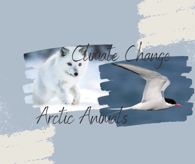 Climate Change and arctic animals