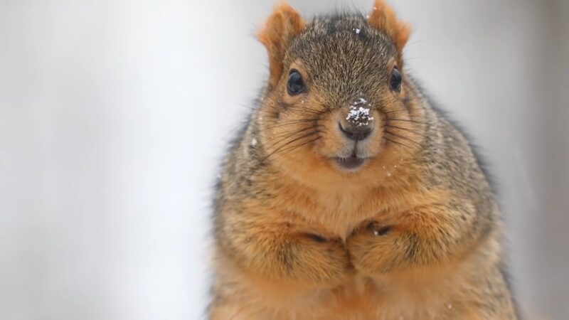 Comparing Squirrel Poop to Other Animal Poop