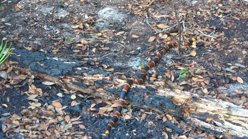 Coral Snake