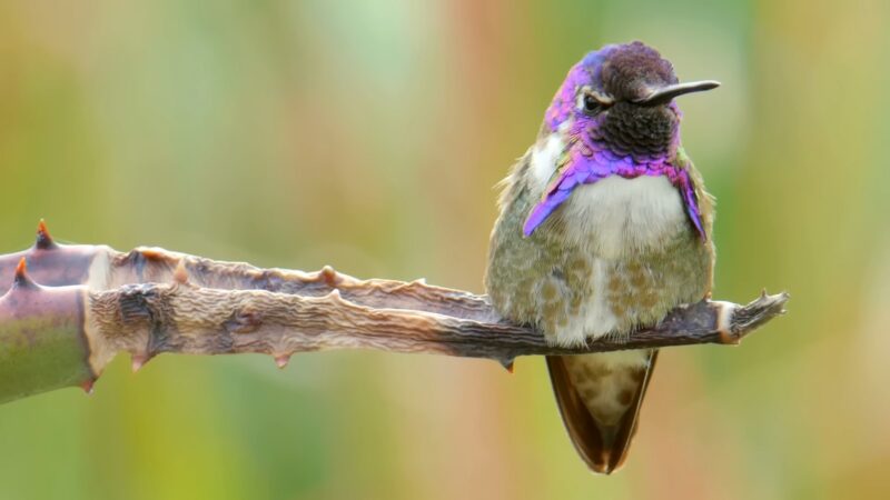 Costa's Hummingbird