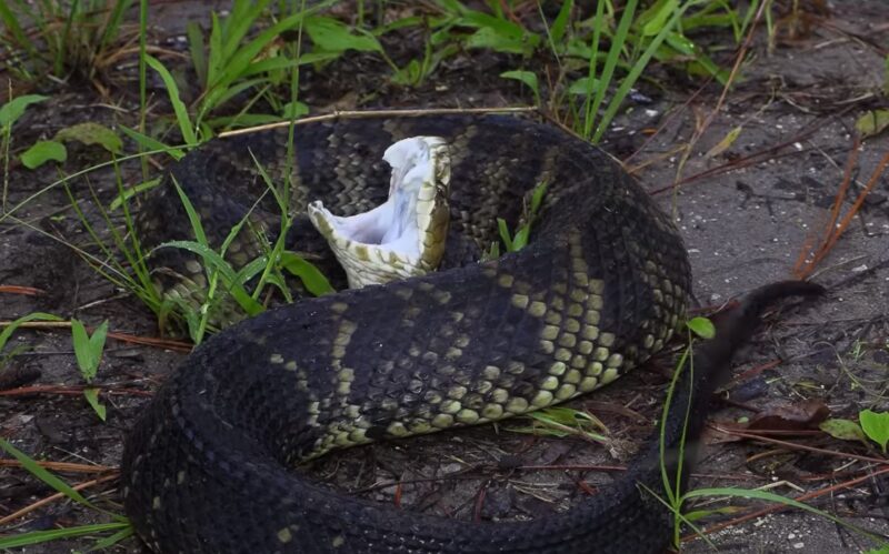 Cottonmouth or Water Moccasin