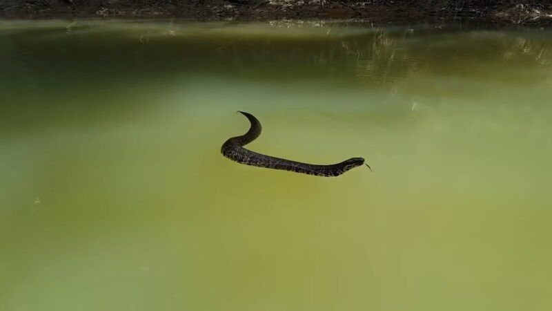 Cottonmouth