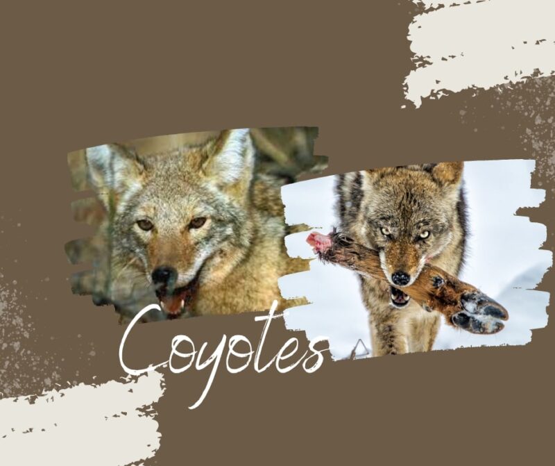 Coyotes Diet