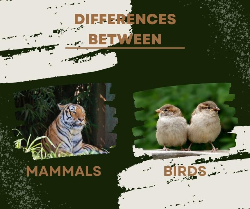 Diffrences - Mammals vs Birds
