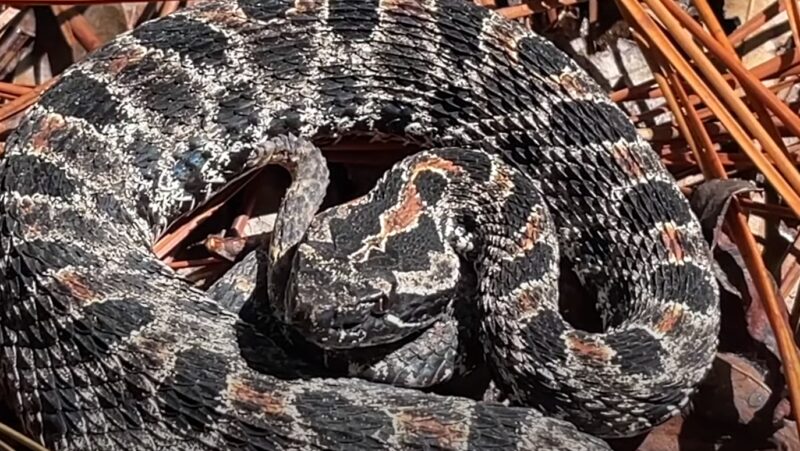 Dusky Pygmy Rattlesnake