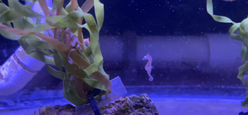 Dwarf Seahorses