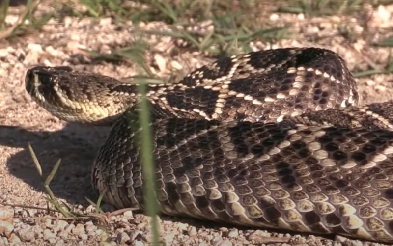 Eastern Diamondback Rattlesnake