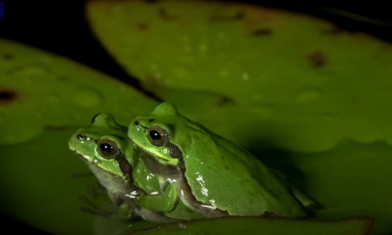 Egg Deposition