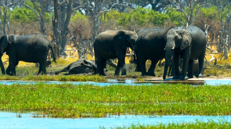 Elephants