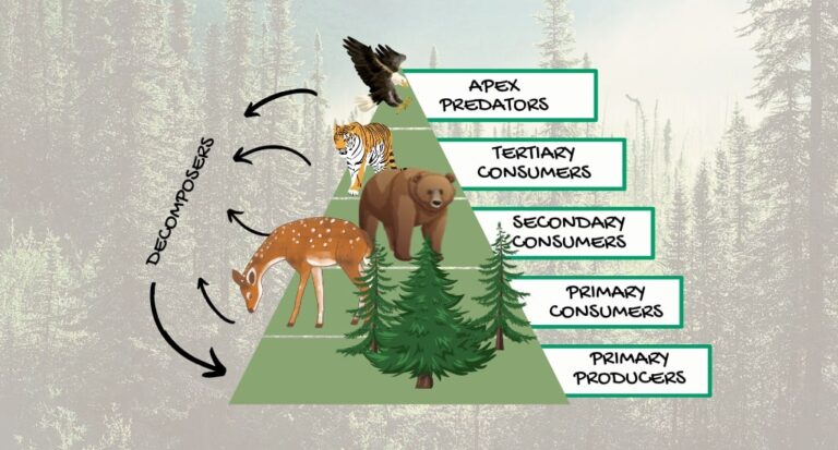 Keystone Species: Animals With Critical Roles