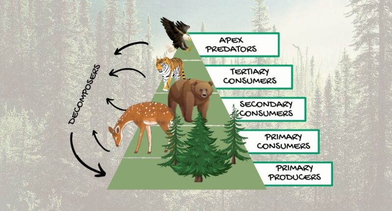 Taiga Food Web: Interconnected Relationships between Flora and Fauna