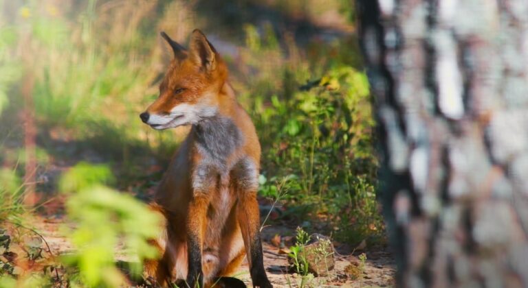 Discovering the forest wonders of Africa -- and the threats they face