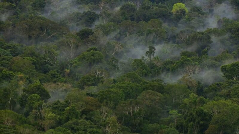 Forest conservation