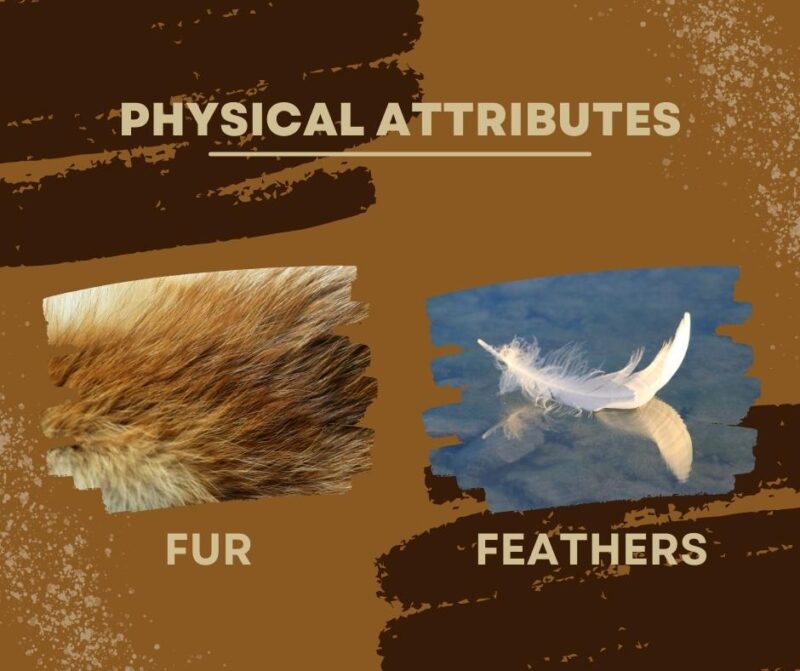 Fur vs Feathers